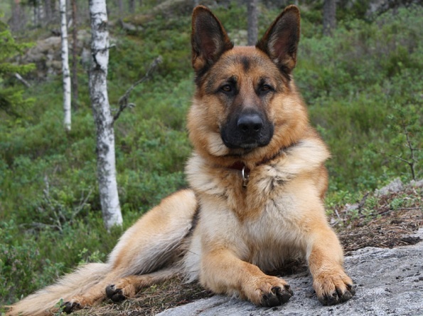 Top 10 najbardziej inteligentnych ras psów: Owczarek niemiecki