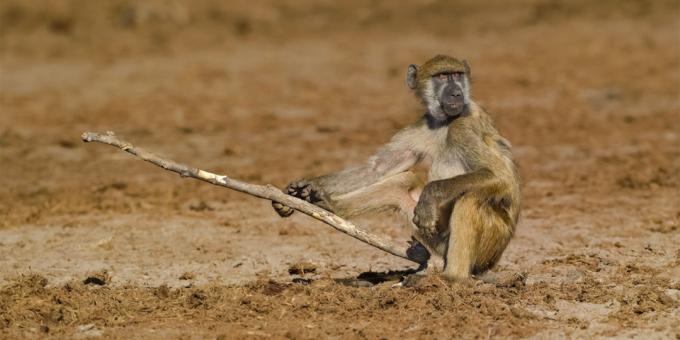Najwięcej śmieszne zdjęcia zwierząt - małpy z kijem