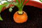 Mini-ogród w mieszkaniu: jak uprawiać warzywa, zioła, a nawet truskawki w domu