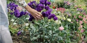 Wysiew eustomy na sadzonki: kiedy i co zrobić, aby kwiaty były już w czerwcu
