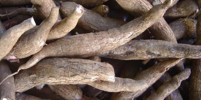 Szkodliwe produkty: maniok