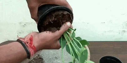 Jako przeszczepionego Anthurium: woda rośliny i po 7-10 minutach wyjąć z garnka