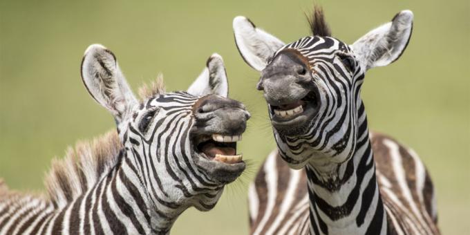 Najwięcej śmieszne zdjęcia zwierząt - zebra