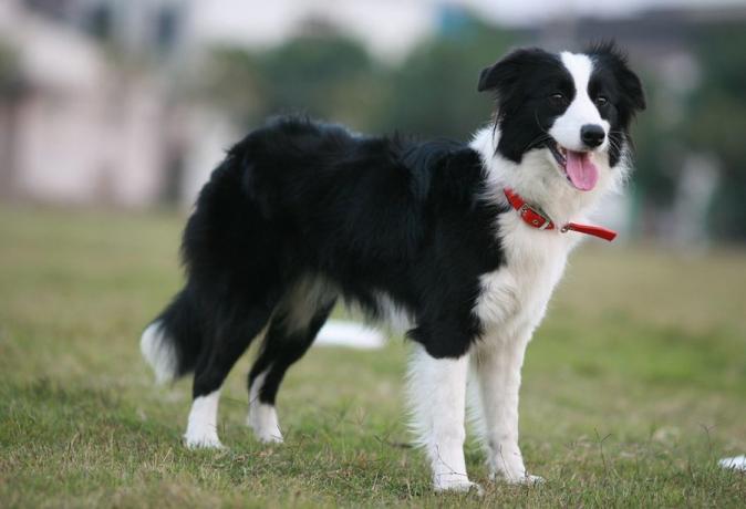 Top 10 najbardziej inteligentnych ras psów: Border Collie