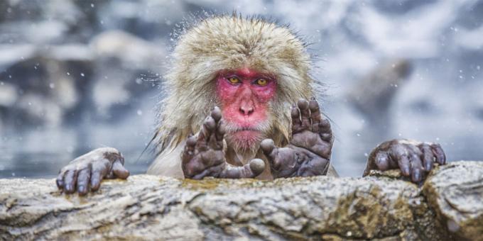 Najwięcej śmieszne zdjęcia zwierząt - Monkey