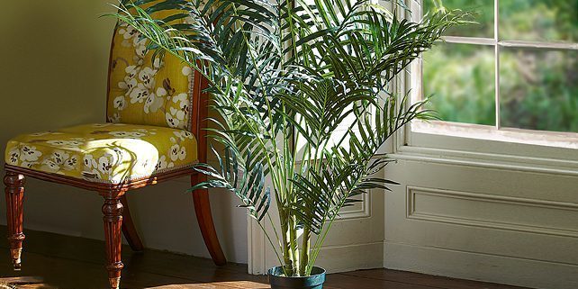 Indoor palmy Areca