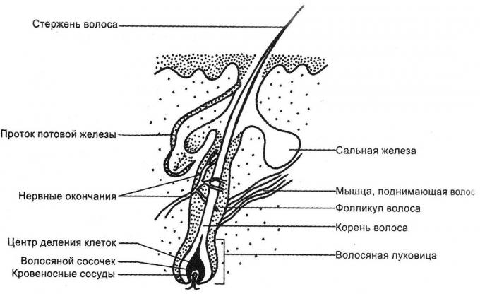 Struktura włosa