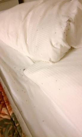 owady w pokoju hotelowym