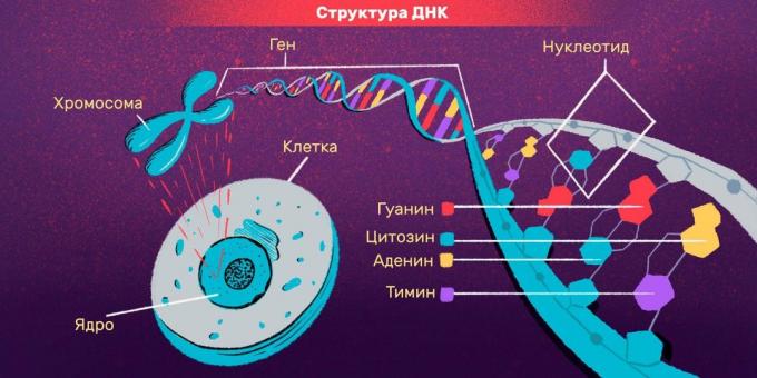 identyfikacyjne DNA i osobiste testy: struktura DNA