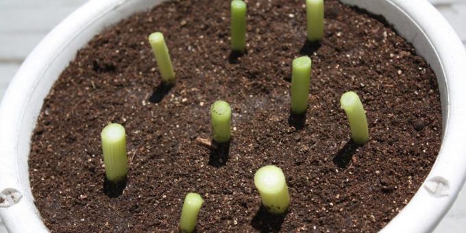 Jak rosną cebuli na parapecie: Cebula natychmiast po posadzeniu w ziemi