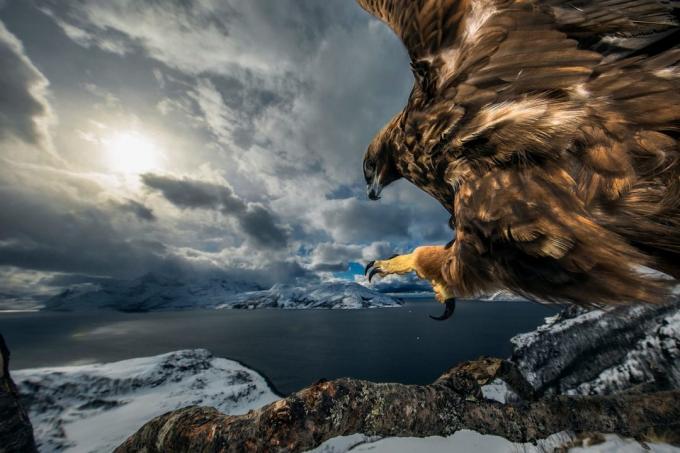 20 najlepszych zdjęć przyrody w 2019 roku według Nature Photographer of the Year