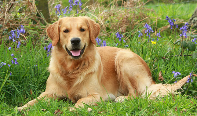 Top 10 najbardziej inteligentnych ras psów: Golden Retriever