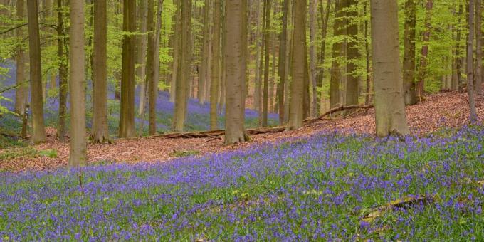 Gdzie się udać w Europie: Les Hallerbos, Belgia