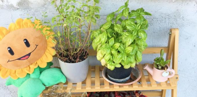 Jak przechowywać zioła: może być uprawiana w domu