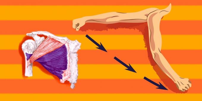Ćwiczenia na mięśni piersiowych: Aby załadować więcej niż dolna część mięśnia piersiowego, masz przydzielone ku ramieniu przełożyć do przodu iw dół
