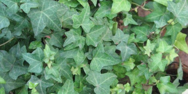 rośliny doniczkowe klosza: Hedera (ivy)
