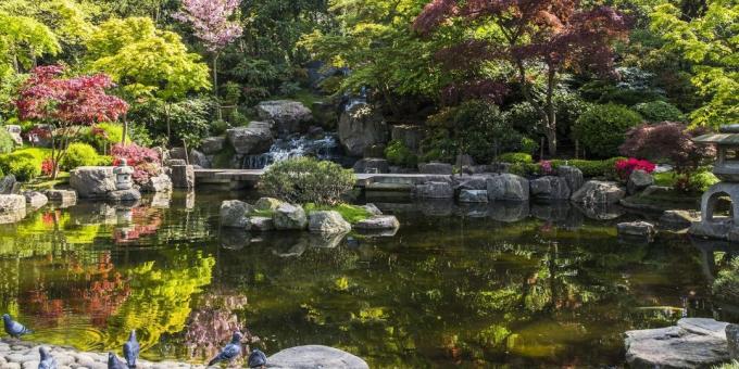 Co warto zobaczyć w Londynie: japoński Kyoto Garden w Holland Park