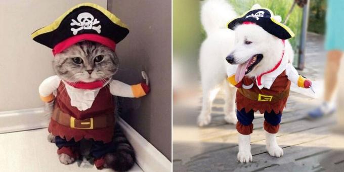 kostiumy świąteczne dla psów i kotów: Puszysty Pirate