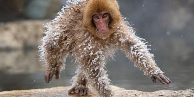 Najzabawniejsze zdjęcia zwierząt - mrożone małpa