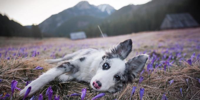 Jak zrobić piękne zdjęcia psów: aparat i obiektyw są ważne