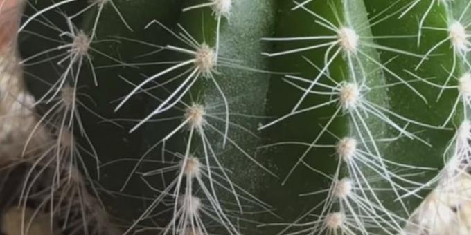 Jak dbać o kaktusy: pająk