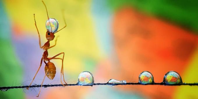 2019 najlepszy obraz: Ant z kropli wody