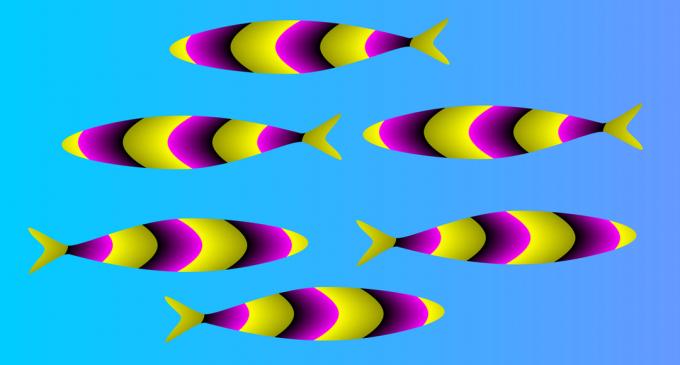złudzenie optyczne: ryby