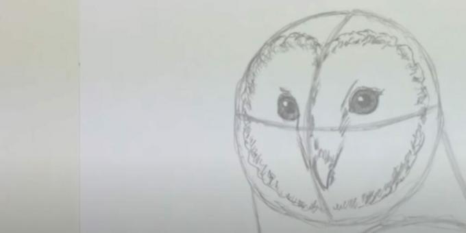 Jak narysować sowę: przedstaw dziób i dysk twarzy
