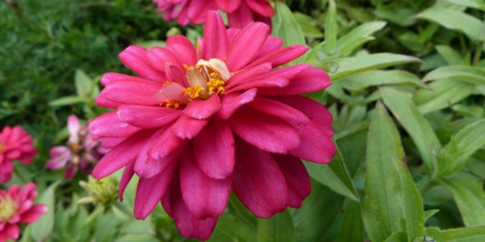Bezpretensjonalne kwiaty dla kwietników: cynia wytworna