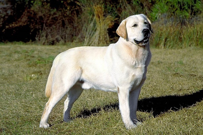 Top 10 najbardziej inteligentnych ras psów: Labrador Retriever