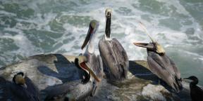 Obserwowanie ptaków przynosi radość, podobnie jak joga czy medytacja w parku: wywiady z ornitologami Romą Heck i Miną Milk