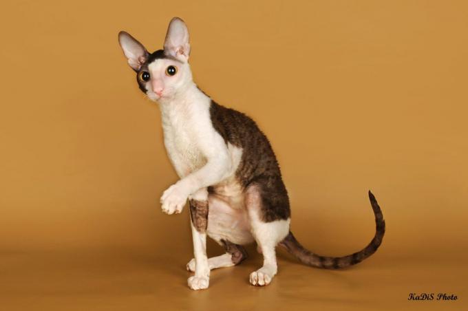 inteligentne rasy Cornish Rex cat: