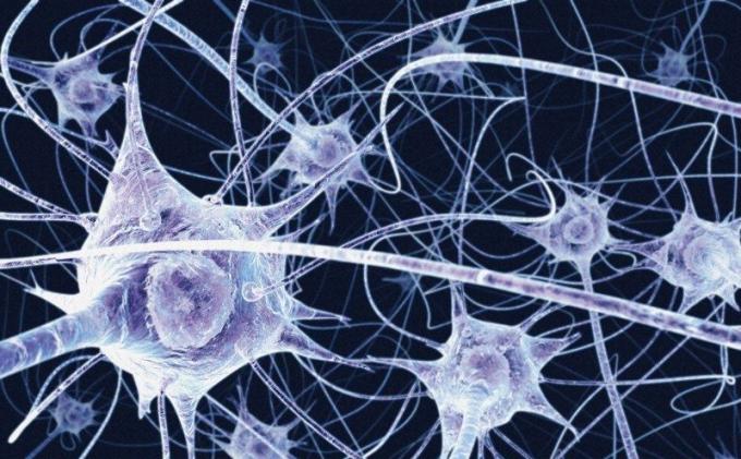Komórki nerwowe nie regenerują