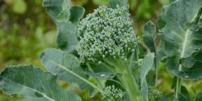 Jak sadzić i pielęgnować brokuły, aby uzyskać dobre zbiory