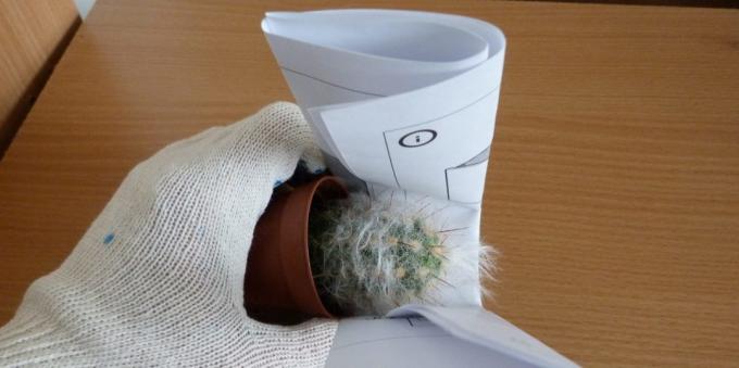 Jak dbać o kaktusy: Jak przesadzić kaktus