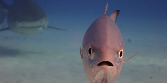 Najwięcej śmieszne zdjęcia zwierząt - ryb