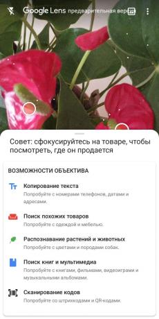 Zidentyfikowanie rodzajów roślin doniczkowych z Google Lens