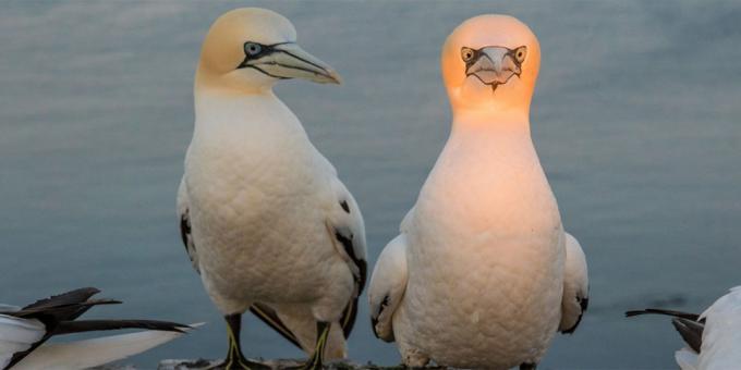 Najwięcej śmieszne zdjęcia zwierząt - ptak z głową świetlnego
