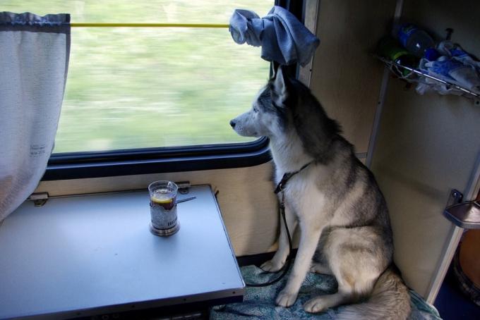 Transport zwierząt w pociągu