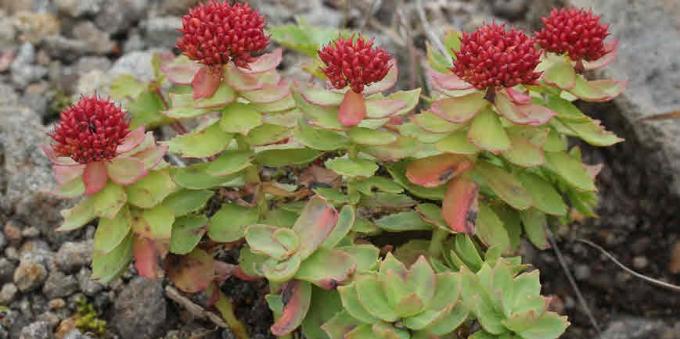 Popularne adaptogens Rhodiola rosea: