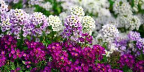 15 piękne jednoroczne, które kwitną przez całe lato