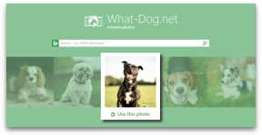 Fetch - innowacje z Microsoft, który będzie odebrać swojego psa na zdjęciu