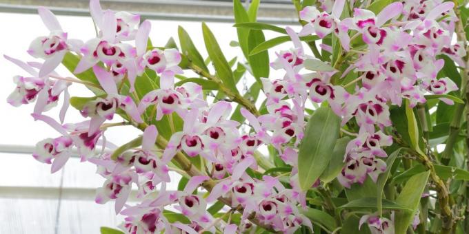 Jak dbać o storczyki Dendrobium