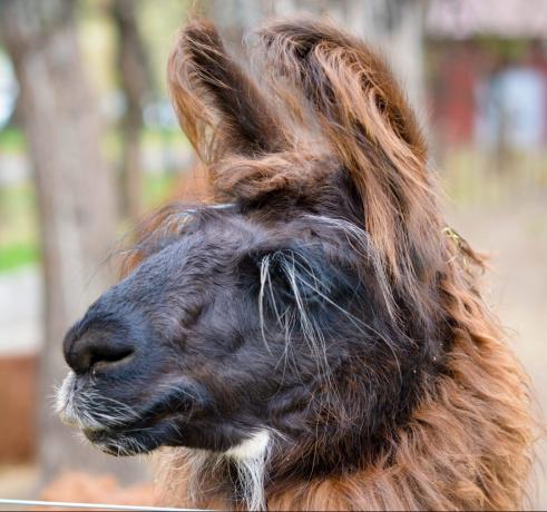 odwiedzić Argentynę: Lama