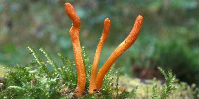 Popularne Adaptogeny: Cordyceps