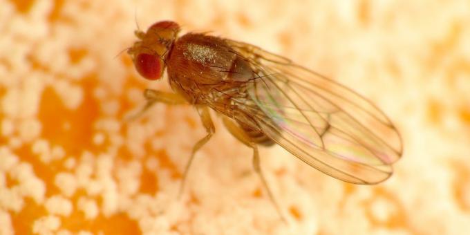 Jak pozbyć się komarów w barwach pokoju: Drosophila