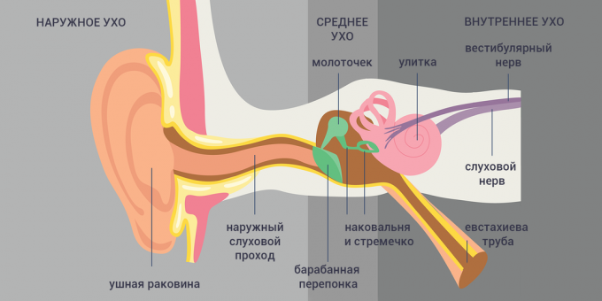 Zapalenie kanalika i ucha: struktura ucha 