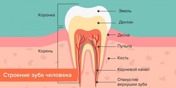 Gdzie próchnicy Struktura ludzkiego zęba