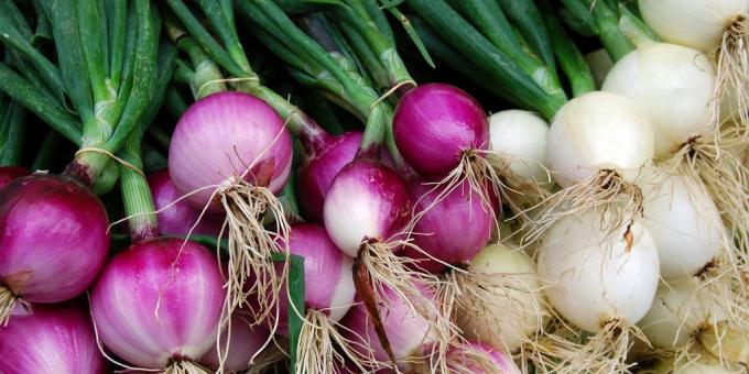 Jak uprawiać cebulę w domu