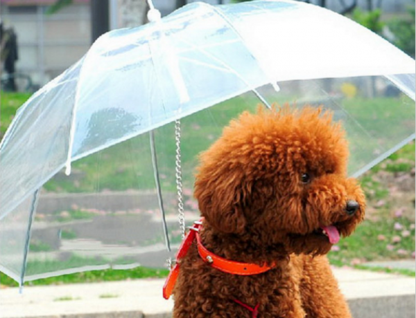 Przezroczysty parasol-smycz psa